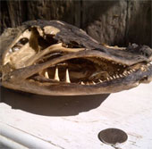 Discover the skull of Britain's largest dog species