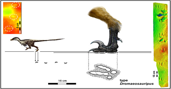 Discover the smallest dinosaur footprint ever