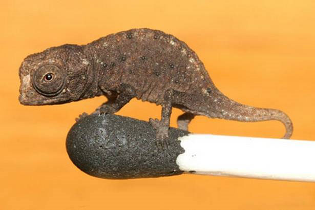 Discover the smallest reptile in the world