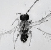 Discover the smallest species of