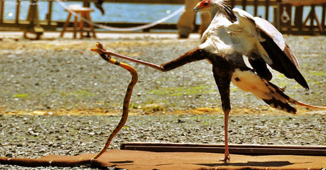 Discover the species of bird named