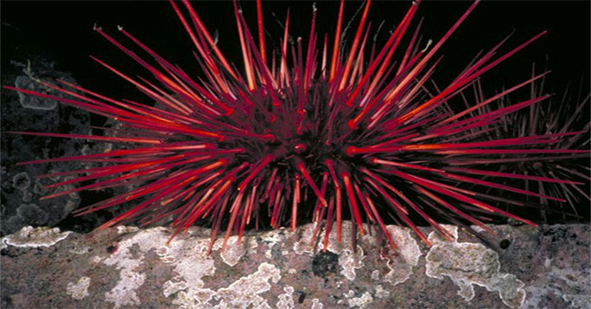 Discover the stunned red urchin, living the longest on Earth