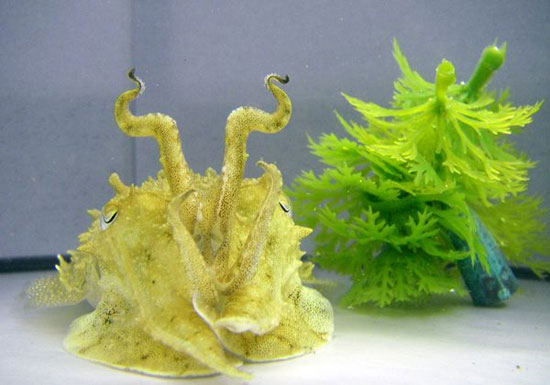 Discover the talent of squid fish transformation