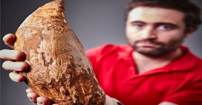 Discover the tooth 5 million years of giant killer whale