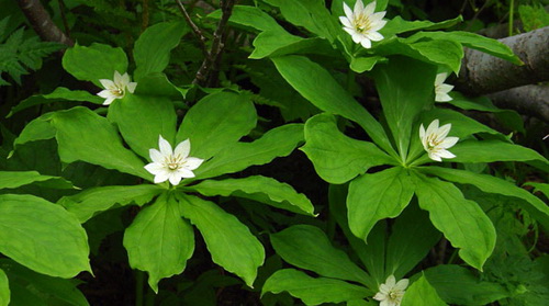 Discover the tree with the largest set of genes