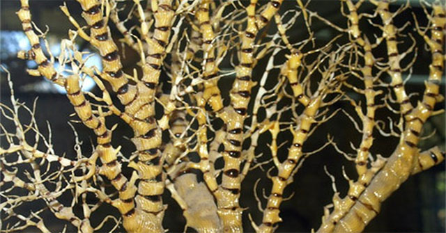 Discover the type of corals found only in the Spratly Islands