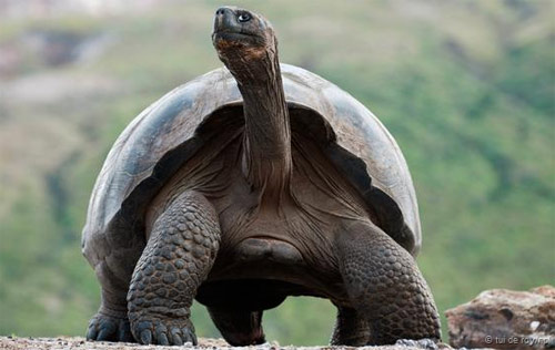 Discover the unknown about the world's largest tortoise turtle