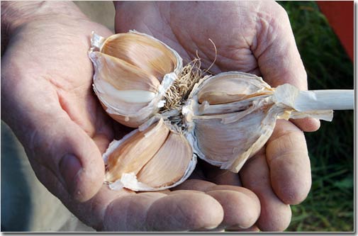 Discover the use of garlic