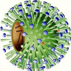 Discover the virus that causes the flu