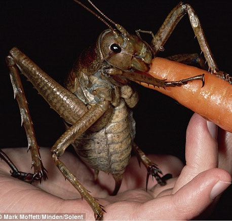 Discover the world's heaviest insects