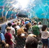 Discover the world's largest aquarium