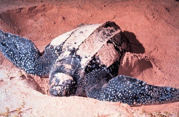 Discover the world's largest leatherback turtle population