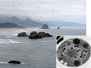 Discover the world's largest, most complex virus strain