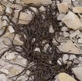 Discover the world's largest snake