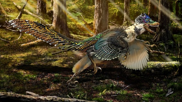 Discover the world's largest winged dinosaur fossil