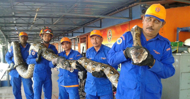 Discover the world's longest giant python in Malaysia