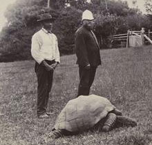 Discover the world's longest-lived turtle
