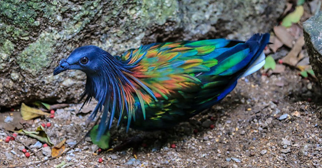 Discover the world's most exotic pigeon