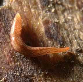 Discover the world's most peculiar worm
