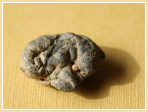 Discover the world's oldest chewing gum