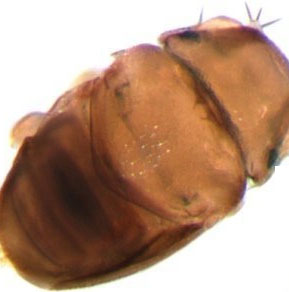 Discover the world's smallest fly