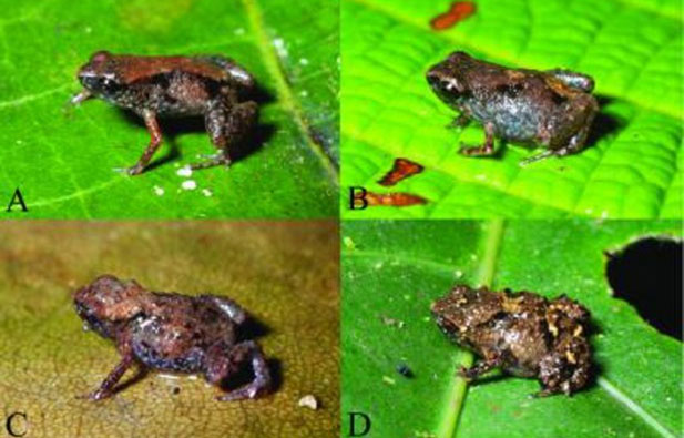 Discover the world's smallest frog