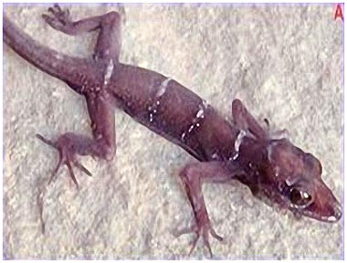 Discover two more species of finger-legged lizards