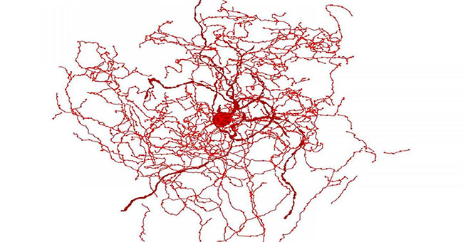 Discover two unknown structures in the human brain