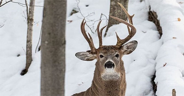 Discover unique horns in the United States