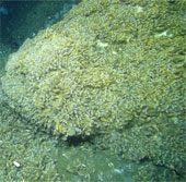 Discover vast ecosystems that exist because of methane gas
