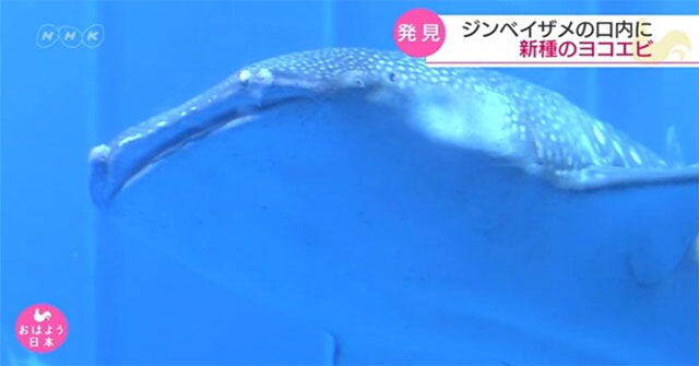 Discovered 1,000 creatures living in whale sharks in Japan