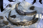 Discovered 10,000-year-old mammoth ivory