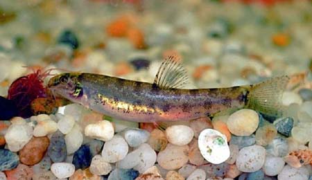 Discovered 12 new freshwater fish species