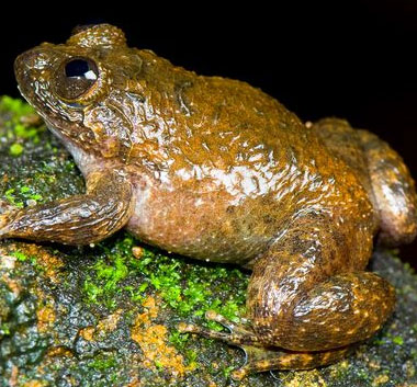 Discovered 12 new frog species in India