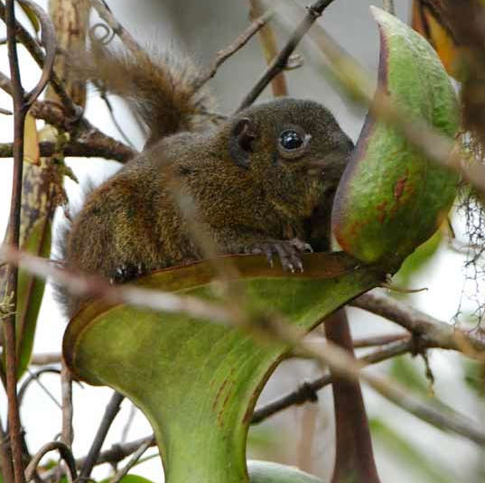 Discovered 160 new species in Southeast Asia
