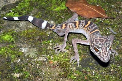 Discovered 163 new species in the Mekong region