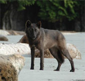 Discovered 2 new gray wolves in Canada