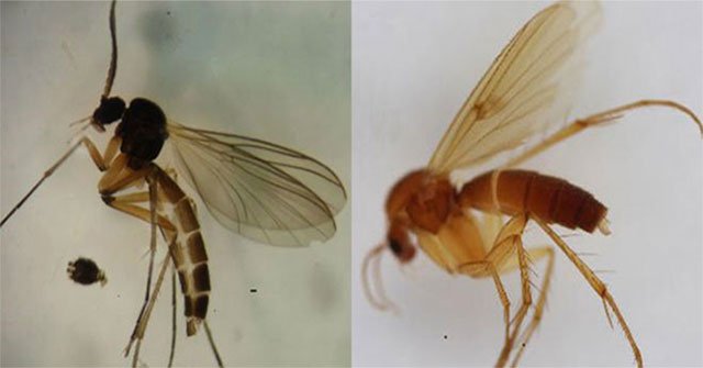 Discovered 2 new species of flies that eat mushrooms
