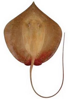 Discovered 20 new species in Indonesia