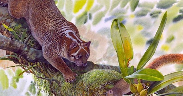 Discovered 23 million-year-old extinct lion fossils in Australia