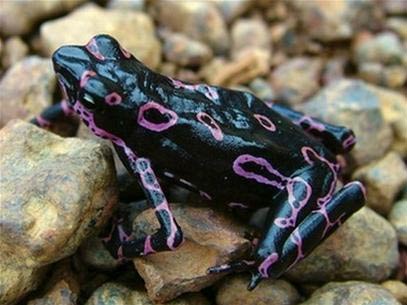 Discovered 24 new species in Suriname