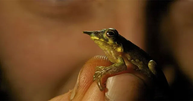Discovered 3 new frog species in the Pacific