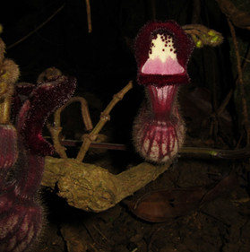 Discovered 3 new plant species in Vietnam