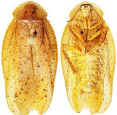 Discovered 3 new species of cockroaches