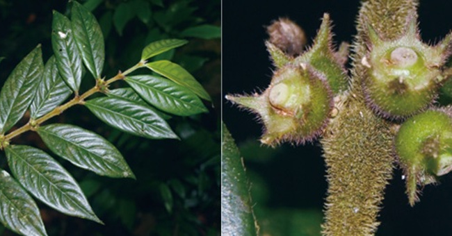 Discovered 4 new species of Xylocarpaceae belonging to the coffee family in Indochina