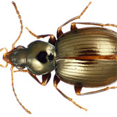 Discovered 40 new beetle species in the Tahiti Islands