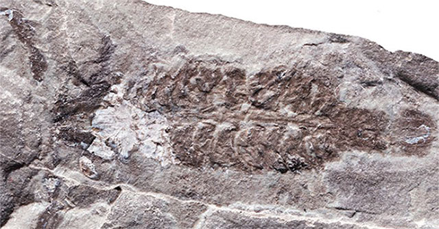 Discovered 437 million years old scorpion fossils