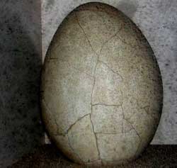 Discovered 5,000-year-old ostrich eggs