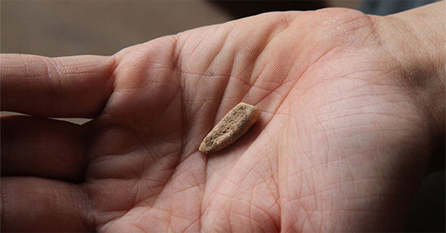 Discovered 560,000-year-old milk teeth of ancient people