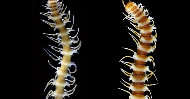 Discovered 6 species of dragon centipedes in China